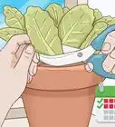 Grow Lettuce Indoors