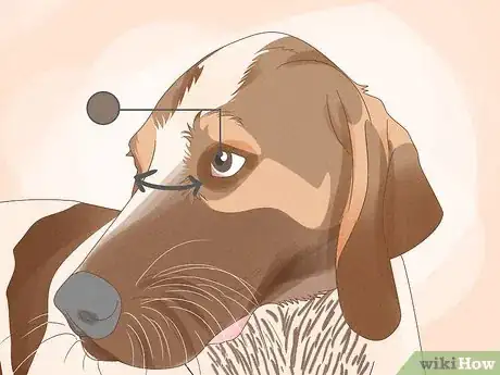 Image titled Identify an American English Coonhound Step 4