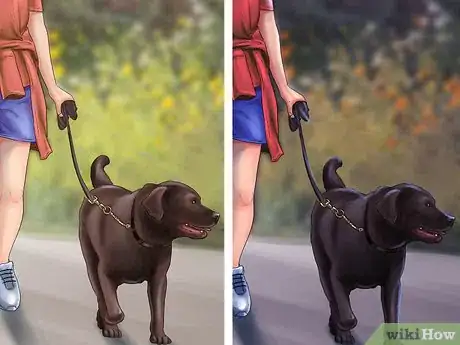 Image titled Keep an Indoor Dog Active Step 10