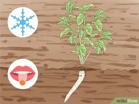 Image titled Harvest Parsnips Step 2