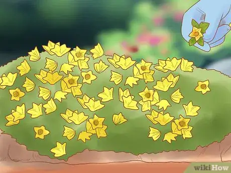 Image titled Grow Biennials Successfully Step 13