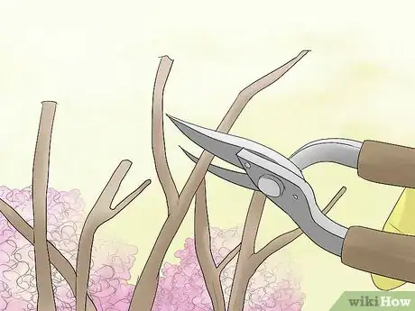 Image titled Prune Hydrangeas Step 8