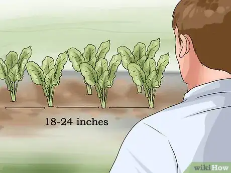 Image titled Grow Chard Step 7