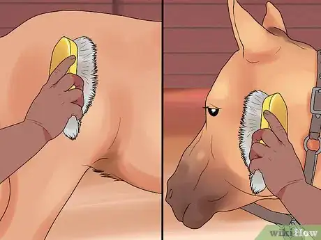 Image titled Groom a Miniature Horse for Show Step 16