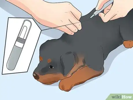 Image titled Prepare Your Dog to Go Off‐Leash Step 7