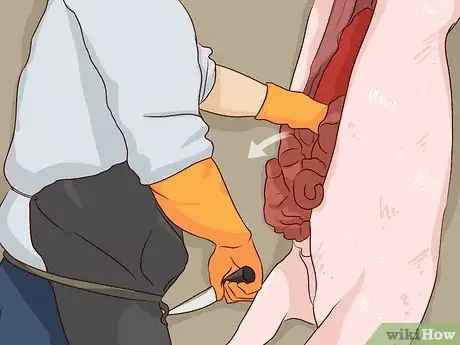 Image titled Raise Pigs for Meat Step 16