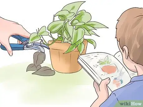 Image titled Rejuvenate an Overgrown Houseplant Step 14