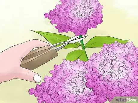 Image titled Prune Hydrangeas Step 7