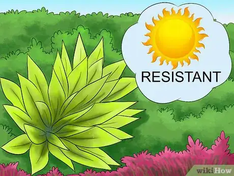 Image titled Pick Low Maintenance Perennials for Your Garden Step 5