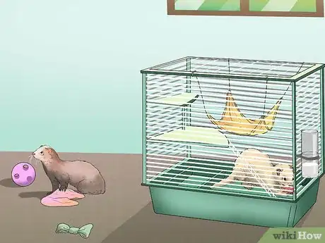Image titled Raise Ferrets Together Step 5