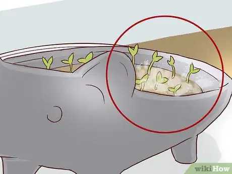 Image titled Grow a Chia Pet Step 12