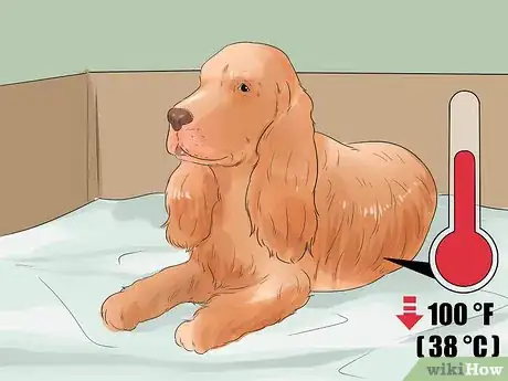Image titled Breed Scottish Cocker Spaniels Step 13