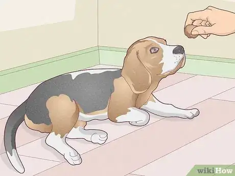 Image titled Treat Vestibular Disease in Dogs Step 13