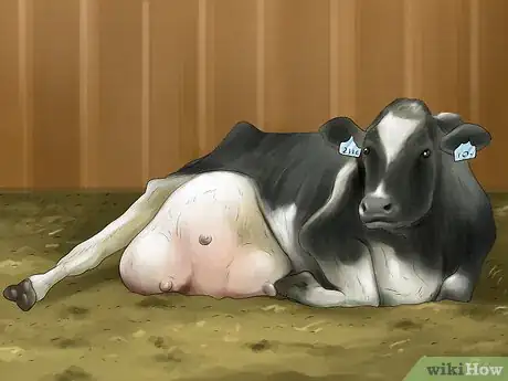 Image titled Treat and Prevent Nitrate Toxicity in Cattle Step 13