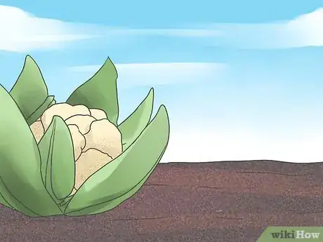 Image titled Grow Cauliflower Step 2