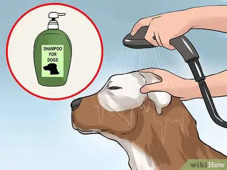 Image titled Care for an American Pit Bull Terrier Step 14