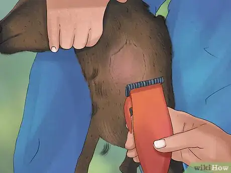 Image titled Tell if a Goat Is Pregnant Step 7