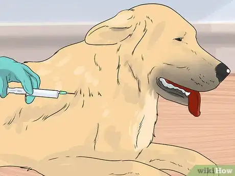 Image titled Prevent Canine Infectious Hepatitis Step 3