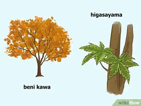 Image titled Choose Japanese Maple Trees Step 12