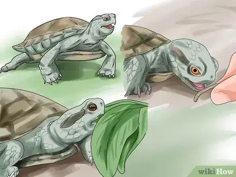 Image titled Buy a Turtle Step 19