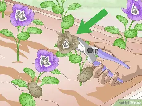 Image titled Grow Pansies Step 16