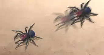 Identify a Wolf Spider