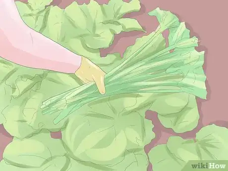 Image titled Grow Rhubarb Step 13