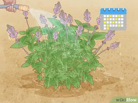 Image titled Grow Salvias Step 11