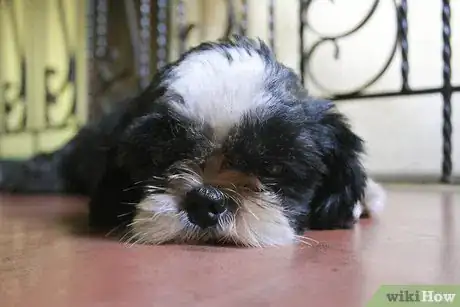 Image titled Get Your Dog to Stop Playing Fetch With You Step 1