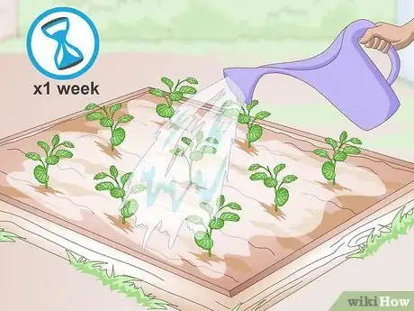 Image titled Grow Pansies Step 13