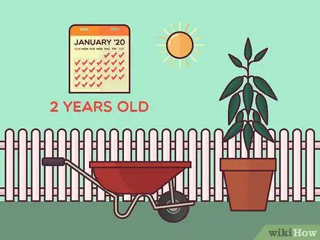 Image titled Harvest Cinnamon Step 1