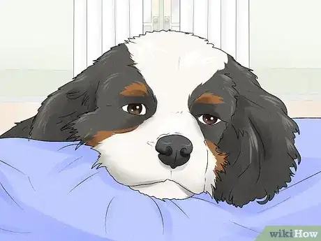 Image titled Identify a Cavalier King Charles Spaniel Step 11