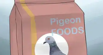 Tame Pigeons to Be out of Cage Permanently