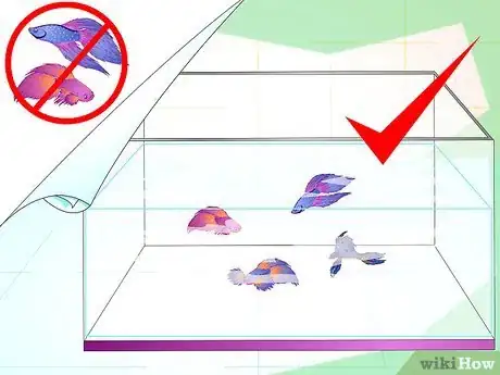 Image titled Make a Female Betta Community Step 6