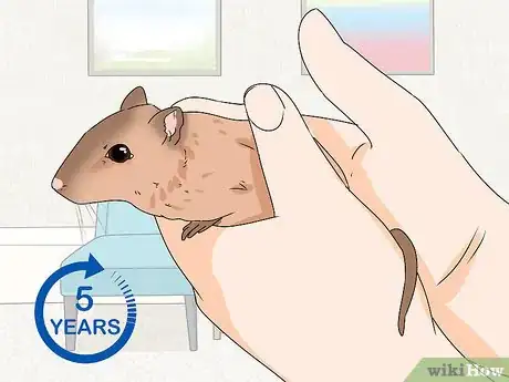 Image titled Buy a Gerbil Step 19