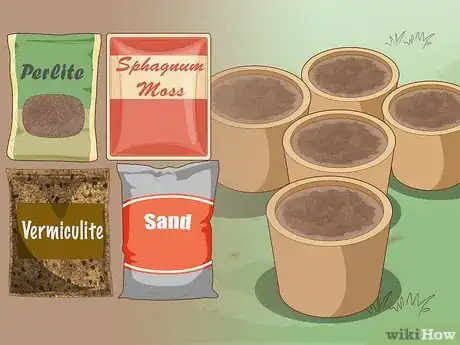 Image titled Propagate from Cane Cuttings Step 1