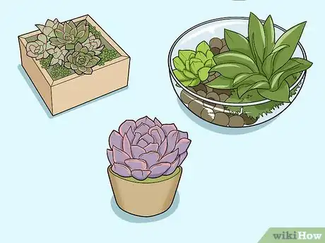 Image titled Make a Succulent Centerpiece Step 1