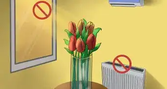 Care for Fresh Cut Tulips