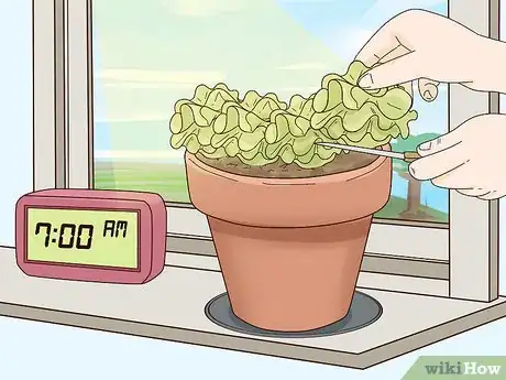 Image titled Grow Lettuce Indoors Step 12