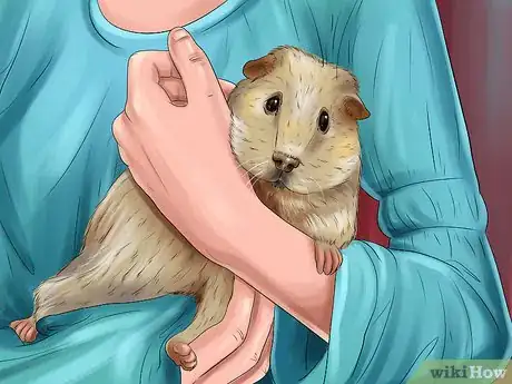 Image titled Treat Gerbils Prone to Seizure Step 10