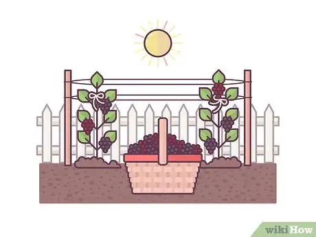Image titled Grow Boysenberries Step 14