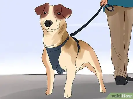 Image titled Keep Elderly Family Safe Around Active Dogs Step 6