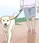 Walk a Dog on a Leash