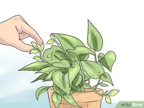 Image titled Rejuvenate an Overgrown Houseplant Step 16