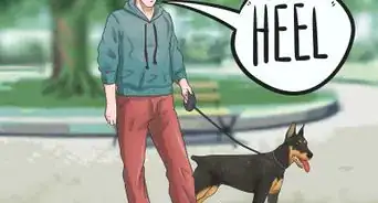 Train a Doberman Pinscher