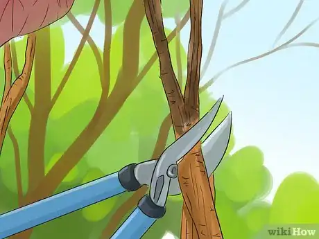 Image titled Prune a Redbud Tree Step 17