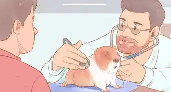 Understand Guinea Pig Language