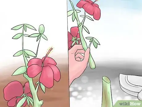 Image titled Grow Swamp Hibiscus Step 9
