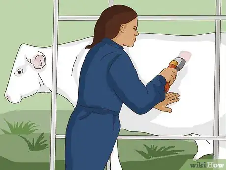 Image titled Perform a Caesarean Section on a Cow or Heifer Step 2