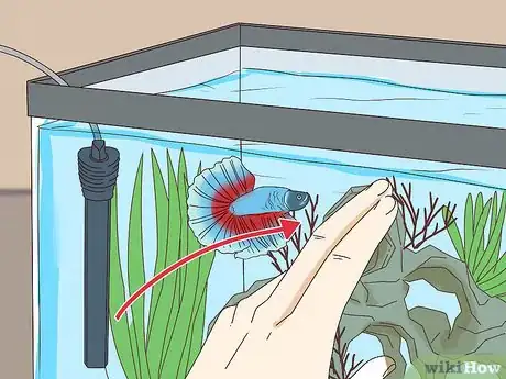 Image titled Teach Your Betta Fish to Swim Through a Hoop Step 5